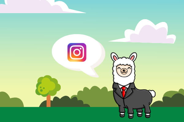 Alex the Alpaca Has His Own Instagram Account